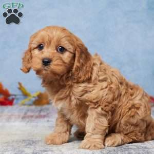 Bailey, Cavapoo Puppy